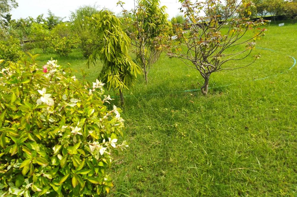 Herbal Garden